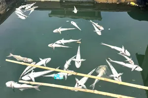 TPHCM khẩn trương làm rõ nguyên nhân cá chết hàng loạt tại xã Long Sơn