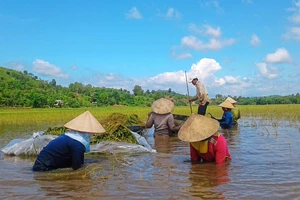 ĐBSCL giảm trồng lúa để phù hợp với biến đổi khí hậu