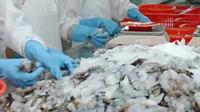 Hoa Kỳ hủy bỏ thuế chống phá giá tôm của Tập đoàn Thủy sản Minh Phú