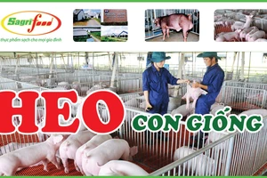 Heo con Sagrifood 3 máu chất lượng cao