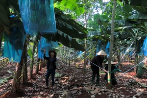 Diện tích cao su tăng giá trị nhờ trồng luân canh với cây chuối, mía, mít...