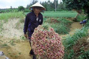 Nông dân xã Bình Hải được mùa hành tím