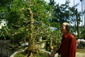 Làng hoa mai vào xuân 