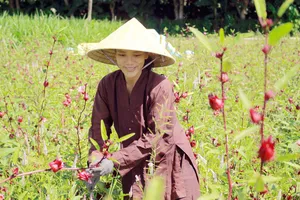 Chị Hà trong vườn Atiso đỏ đang kết quả. Ảnh: NGUYỄN TRANG