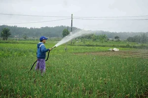 Quảng Ngãi: Rau xanh tăng giá mở chợ đầu năm