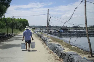 Quảng Ngãi: 10 hộ nuôi tôm bị bệnh phải tiêu hủy bắt buộc