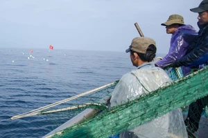 Tàu cá ứng phó bão trên biển: Sống sót nhờ neo tàu trên vùng nước cạn ở quần đảo Hoàng Sa