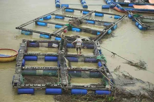 Lũ đổ bùn về, người nuôi cá chẽm sông Trà Bồng lo “cứu” cá