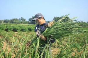 Hoa nở sớm, người dân Quảng Ngãi ngậm ngùi bán lỗ