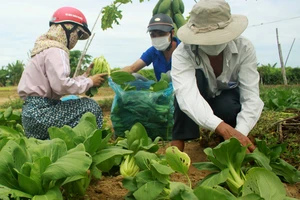 Nông dân hái rau hỗ trợ miễn phí các khu cách ly ở Quảng Ngãi 