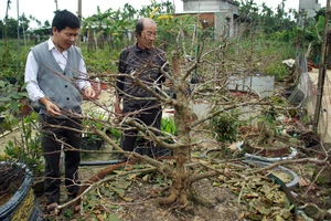 Một cây mai đã lặt lá và đang ra nụ hoa. Ảnh: NGUYỄN TRANG