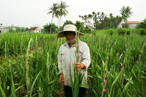 Làng hoa lay ơn Quảng Ngãi ngày giáp tết 