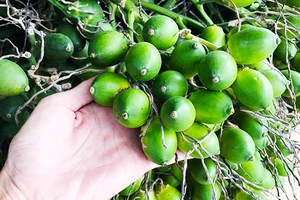 Quảng Ngãi: Giá cau tăng từ 45.000 đồng/kg mang lại thu nhập khá