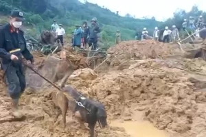 Quảng Ngãi: Đưa chó nghiệp vụ tìm kiếm kỹ sư mất tích trong vụ sạt lở ở thủy điện Kà Tinh