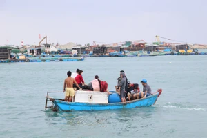 Tỉnh Quảng Ngãi ứng phó bão số 5, dịch sốt xuất huyết bùng phát đảo Lý Sơn 