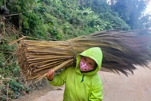 Miền núi Quảng Ngãi phấn khởi vào mùa thu hoạch đót