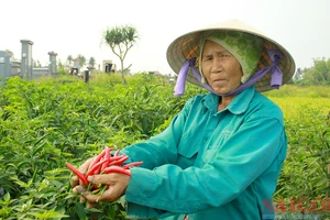 Giá ớt tăng cao, nông dân tất bật thu hoạch