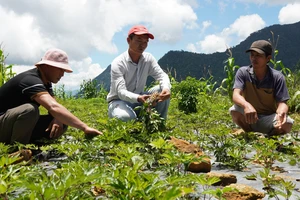 Quảng Ngãi: Nhiều tiềm năng phát triển vùng chuyên canh dược liệu