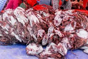Giá mực xà khô tăng, ngư dân làng câu mực Quảng Ngãi phấn khởi