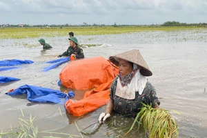 Quảng Ngãi hỗ trợ 10 tỷ đồng chung tay hỗ trợ đồng bào các tỉnh phía Bắc bị thiệt hại do bão lũ