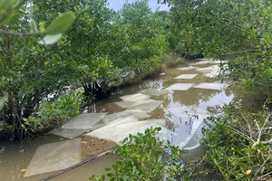 Quảng Ngãi: Sự cố tràn dầu Diesel gây ảnh hưởng đồng ruộng của người dân