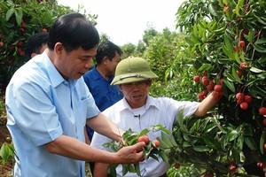 Minister of Agriculture and Rural Development Nguyen Xuan Cuong directly inspects the consumption of lychees