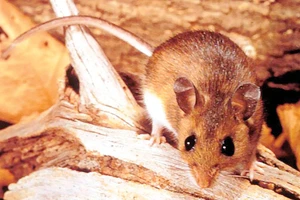 Dịch hantavirus ở Mỹ