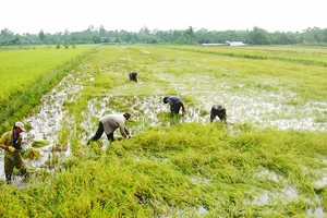 Chủ động ứng phó và khai thác lợi thế của lũ