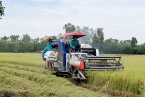 Trồng lúa công nghệ cao