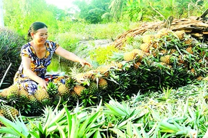 Khóm Cầu Đúc, đặc sản nổi tiếng của Hậu Giang