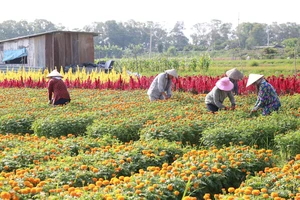 Làng hoa Tân Ba (Tân Uyên) nằm bên sông Đồng Nai sẽ là điểm tham quan mỗi dịp tết đến