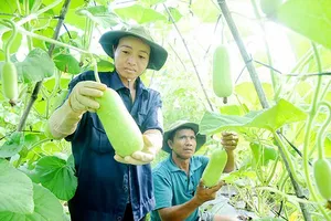 Trồng bầu VietGAP xây dựng nông thôn mới tại huyện Hóc Môn. Ảnh: THÀNH TRÍ