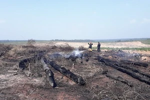 Những ngày đầu năm 2018, gỗ khai thác đã 2 lần bị cháy