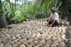 Trồng giống dừa thấp, thu lãi cao