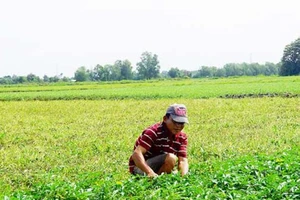 Nông dân thu hoạch rau muống