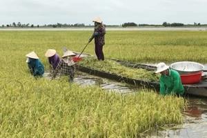 Sản xuất 130.000ha lúa thu đông ở những nơi chống lũ triệt để