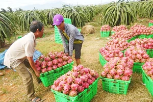 Lotte Mart hỗ trợ tiêu thụ thanh long Bình Thuận