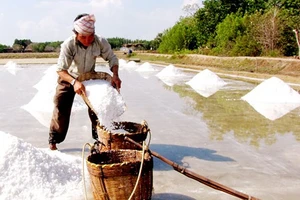 Giá muối cao, diêm dân Bến Tre thu nhập khá