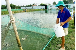 Tập trung sản xuất giống thủy sản 