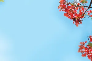 Những mùa hoa trôi…