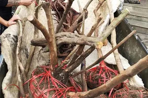 Còn đâu những đồi sim tím