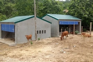 Khởi tố 4 bị can liên quan đề án về đồng bào dân tộc