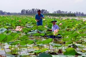 Nông dân Hậu Giang “chỉ nhau” làm giàu