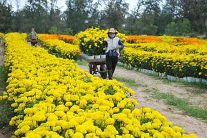 Phú Yên kêu gọi cùng chung tay mua hoa tết hỗ trợ người trồng hoa vượt khó. Ảnh minh họa: Báo Phú Yên