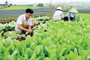 Nông dân TPHCM sản xuất rau an toàn. Ảnh: THÀNH TRÍ