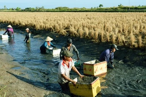 Nông dân huyện Thới Bình, Cà Mau sản xuất mô hình lúa - tôm. Ảnh minh họa