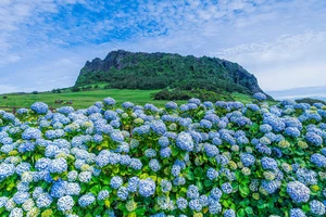 Hàn Quốc mở thêm đường bay thẳng, nhiều chính sách thuận lợi để thu hút khách Việt Nam