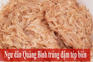 Ngư dân bãi ngang làm tép biển