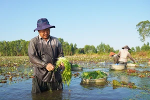 Nông dân khá lên nhờ hẹ nước