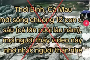 12 con cá sấu ở Cà Mau xổng chuồng là tin thất thiệt